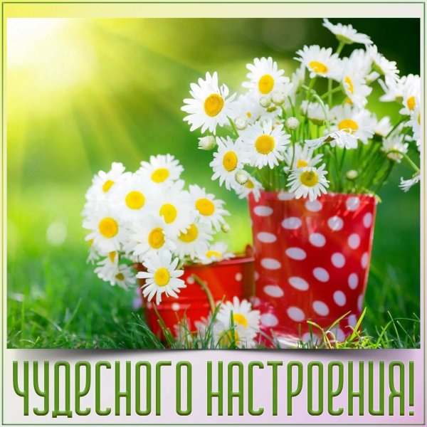 Ромашка настроения