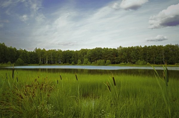 Лето в Подмосковье