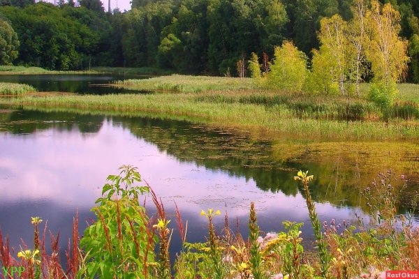 Природа Подмосковья лето