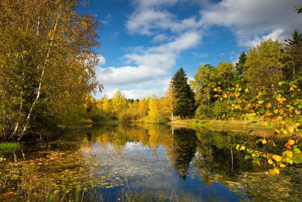 Природа Подмосковья лето