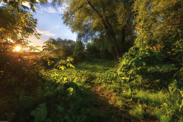 Лето в Подмосковье