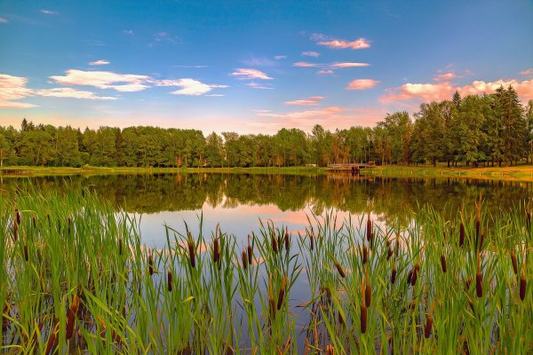 Лес река Подмосковье