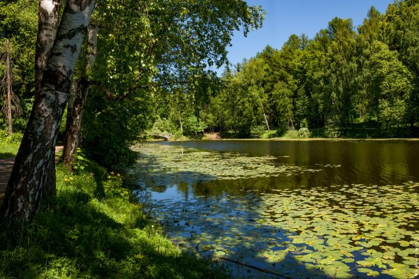 Пастернак Подмосковные Рощи