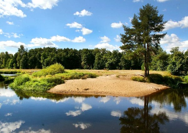 Луг с лесом