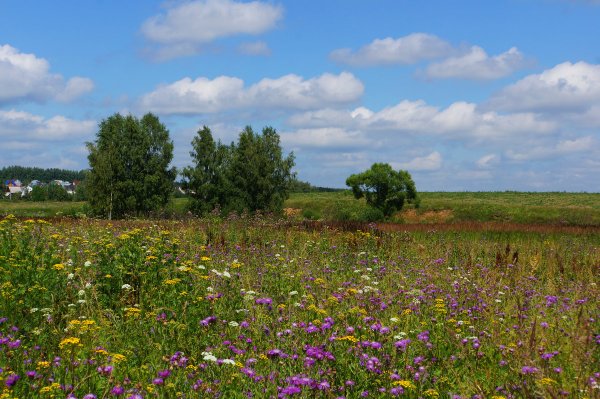Подмосковье Церковь река лето