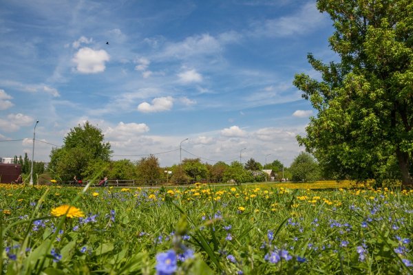 Река Истра деревня Снегири
