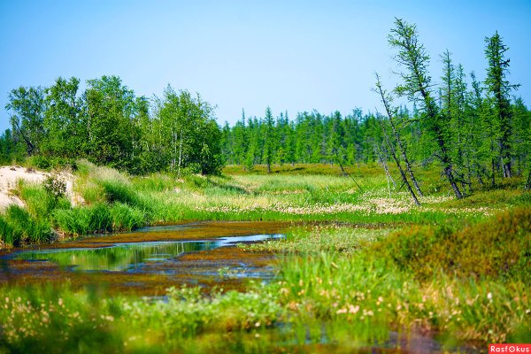 Лето тундра новый Уренгой