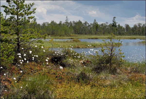 Лето на севере России