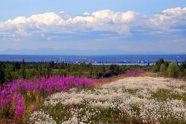 Цветущая тундра Ненецкий автономный округ