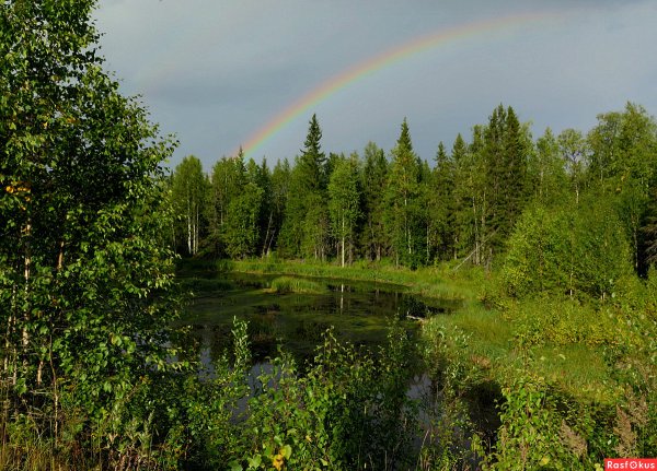 Северная природа летом