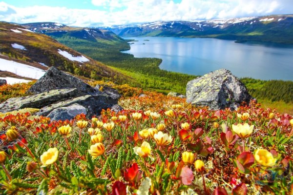 Тундра Мурманская область Заполярье