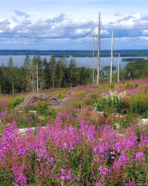 Природа севера