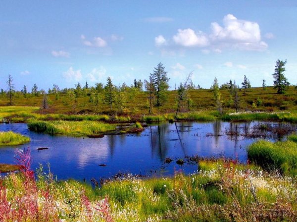 Тундра летом Ненецкий автономный округ