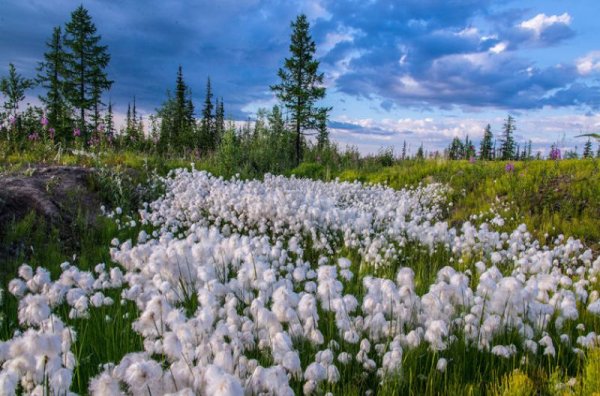 Цветущая тундра Ненецкий автономный округ