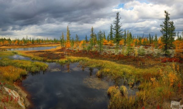 Новый Уренгой тундра