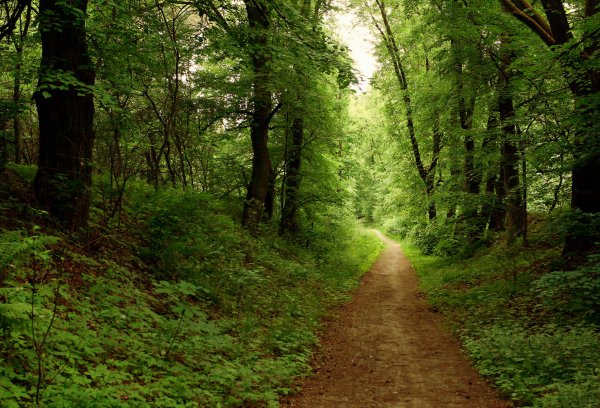 Летняя дорога в лесу