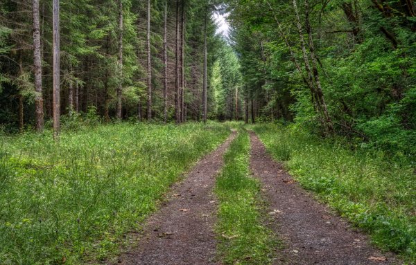 Летняя дорога в лесу