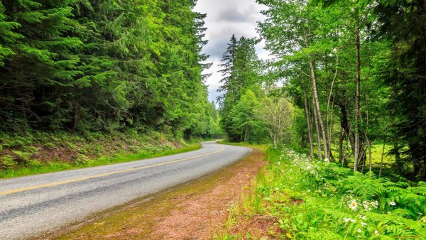 Дорога у леса