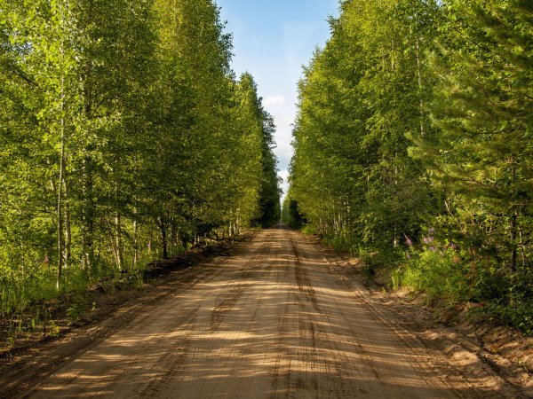 Дорога вдоль леса