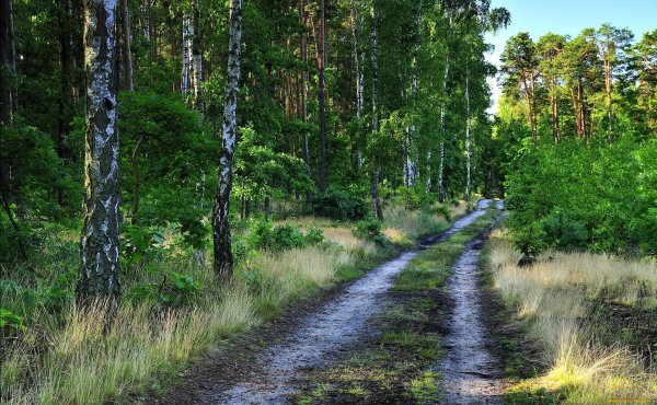 Лето дорога