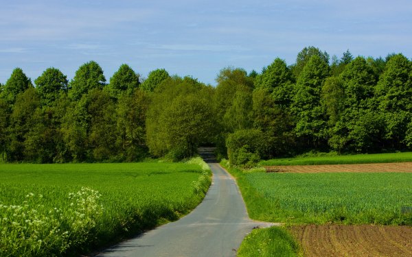 Зеленый лес