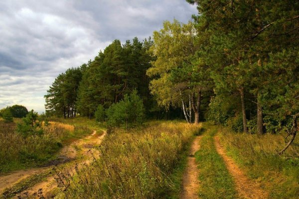 Лес у дороги