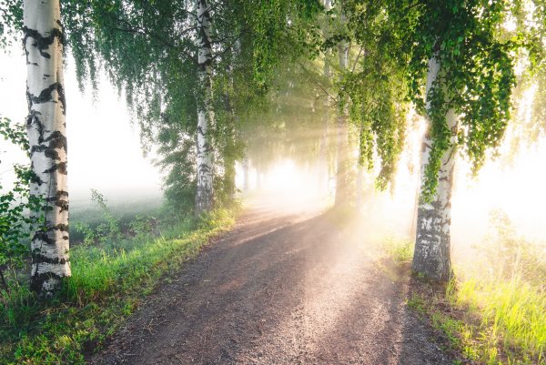 Светлая дорога