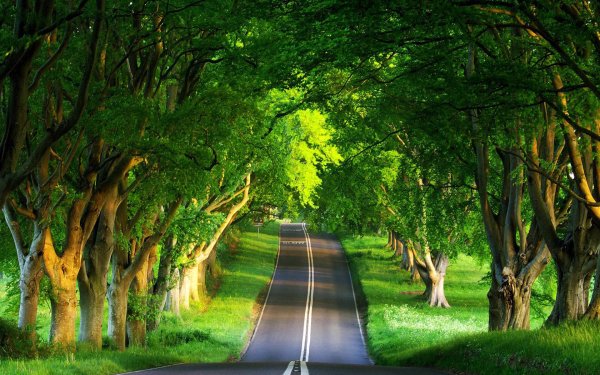 Пейзаж с дорогой