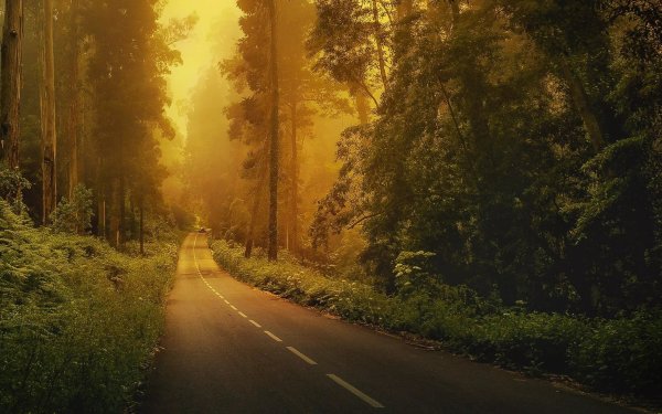 Лес Проселочная дорога Россия