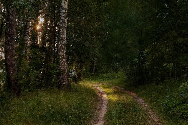 Летний лес Лужского района