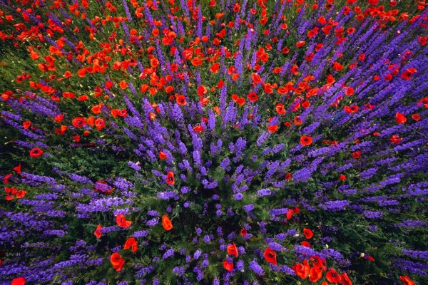 Цветы которые цветут в июне