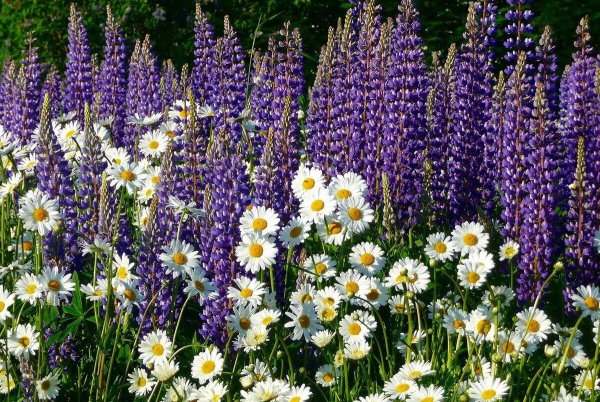 Клумба Люпин нивяник