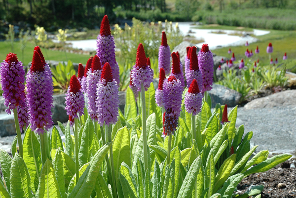 Примула Виаля vialii