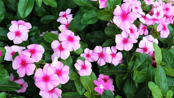 Глициния Вистерия Лиана