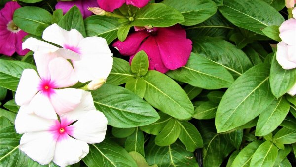 Эхинацея Summer Sky