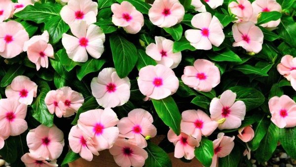 Гибискус Сочи