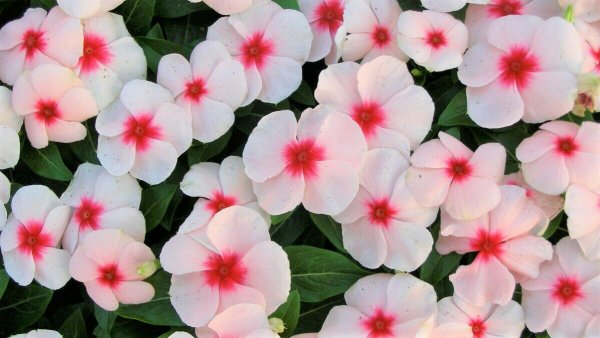 Цветок Брух