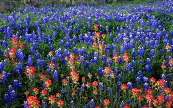 Семена мавританский газон "Альпийский луг"