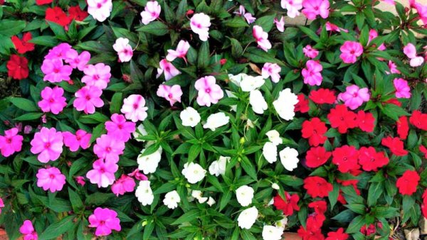 Космея Космик f1