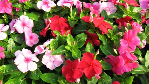 Астролябия цветок