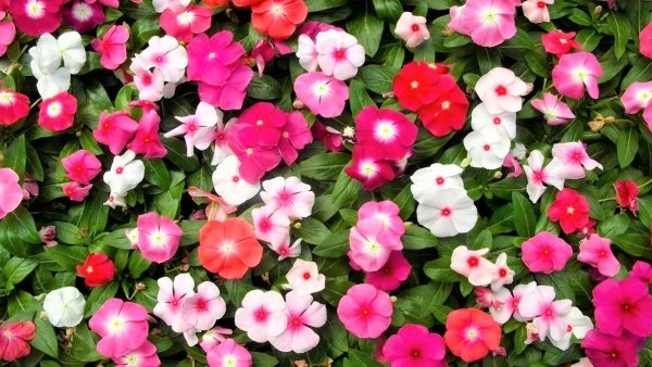 Сибирские однолетники