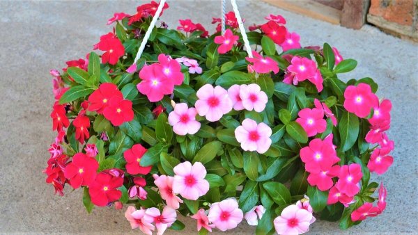 Лавандовые и маковые поля в Крыму