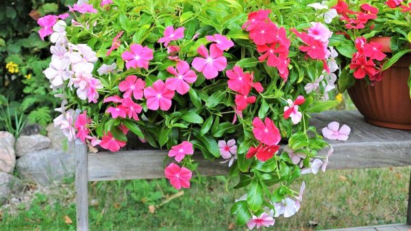 Анютины глазки Фаберже