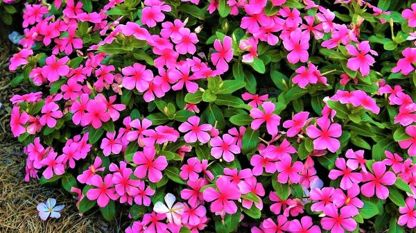 Космея васильки шалфей