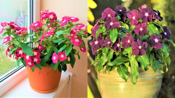 Гибискус растение в Турции