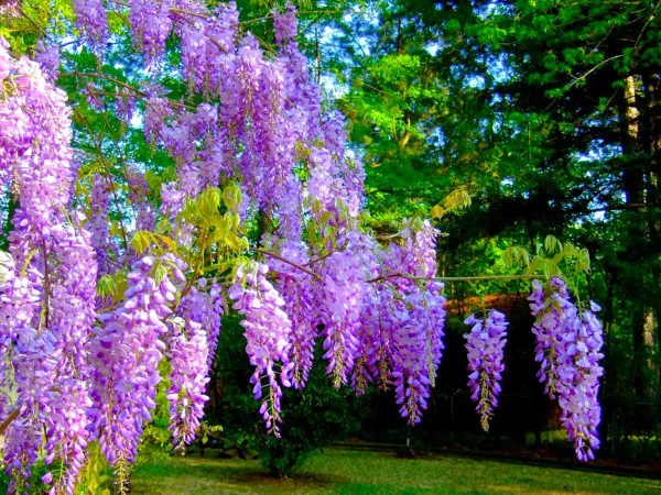 Космея парк Хитачи