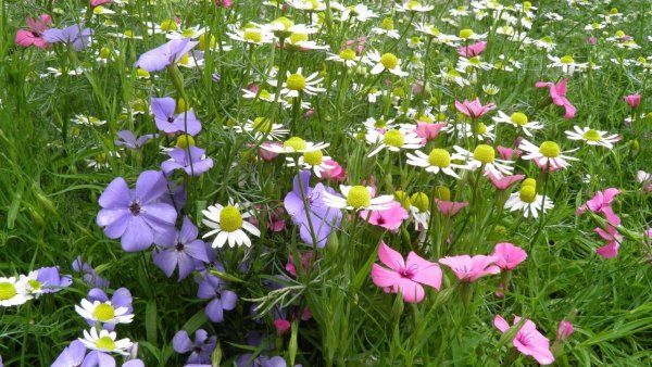 Летние цветы похожие нежные