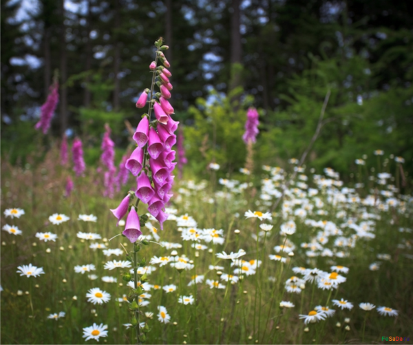 Мавританский Луговой газон