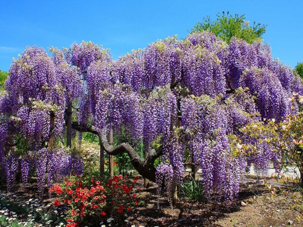 Красный колокольчик