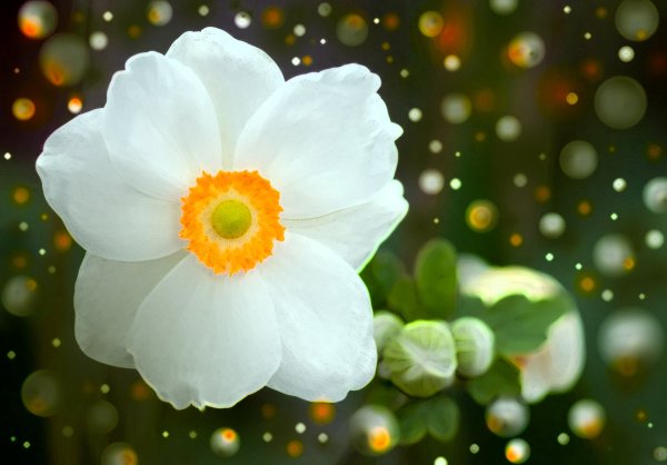 Дикая примула первоцвет